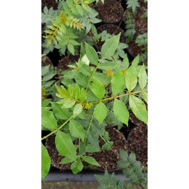 Zanthoxylum simulans (De semis) / Poivrier du Sichuan