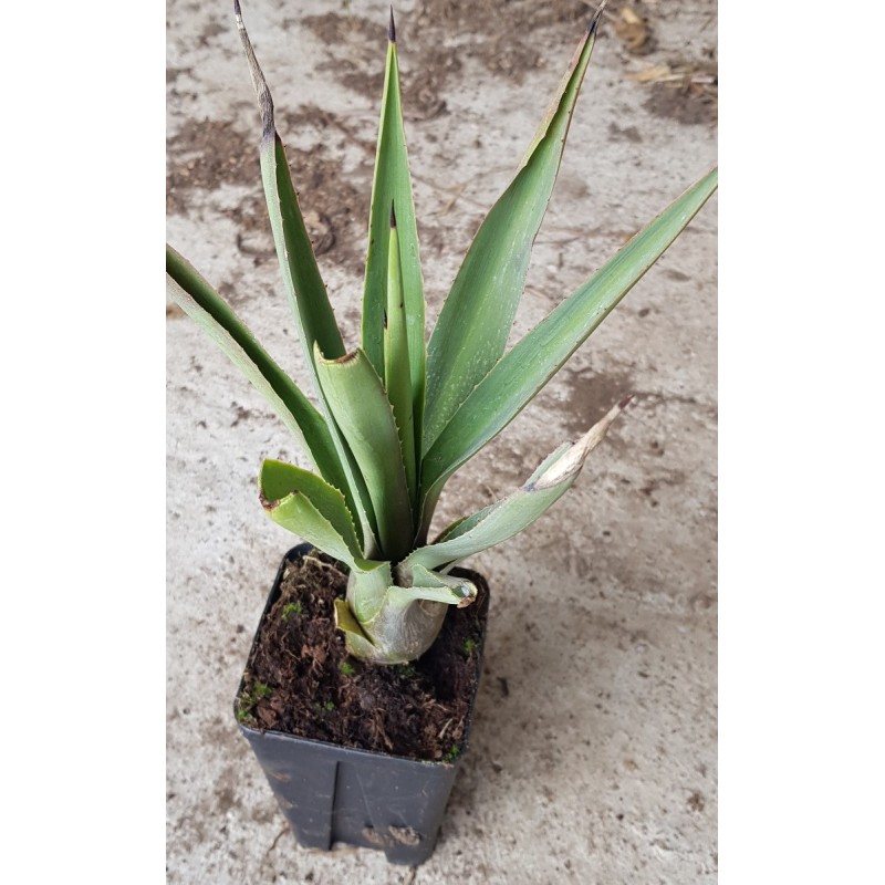 Agave angustifolia Agave angustifolia