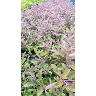 Vitex trifolia 'Purpurea' / Lilas d'arabie