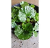 Gunnera magellanica / Rhubarbe de Magellan