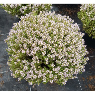 Thymus vulgaris / Thym de Provence