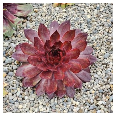 Sempervivum CHICK CHARMSÂ® GIANTS 'Copper Canyon'Â®