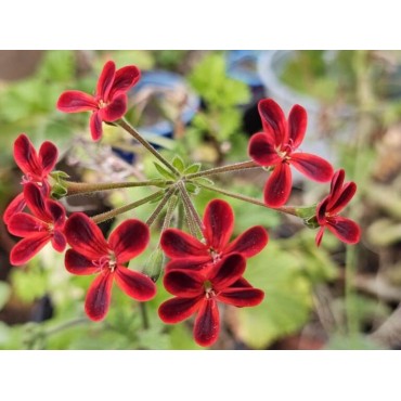 Pelargonium ardens / GÃ©ranium Ã  caudex