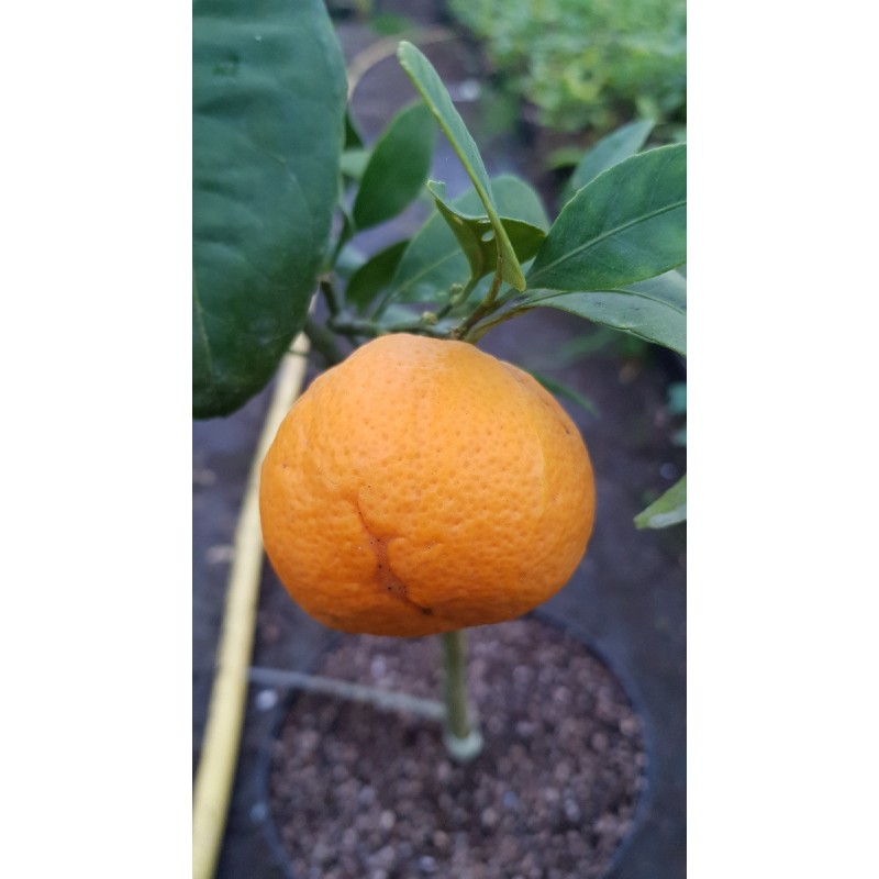 Citrus unshui 'Owari' greffé sur FA5 / Mandarinier Satsuma Owari Citrus unshui 'Owari' greffé sur FA5 / Mandarinier Satsuma Owari