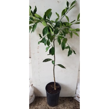 Citrus unshui 'Hashimoto' greffÃ© sur FA5 / Mandarinier Satsuma