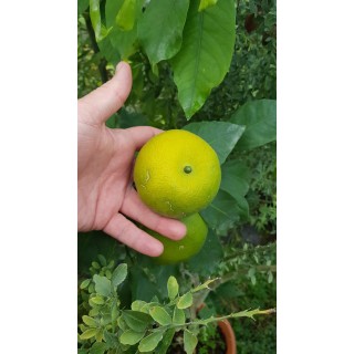 Citrus unshui 'Iwasaki'Â® greffÃ© sur FA5 / Mandarinier Satsuma