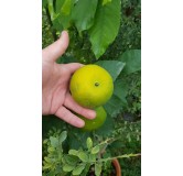 Citrus unshui 'Iwasaki'Â® greffÃ© sur FA5 / Mandarinier Satsuma
