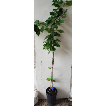 Citrus sinensis 'Valencia Midknight' greffÃ© sur FA5 / Oranger