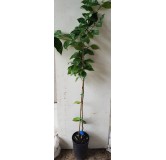 Citrus sinensis 'Valencia Midknight' greffÃ© sur FA5 / Oranger
