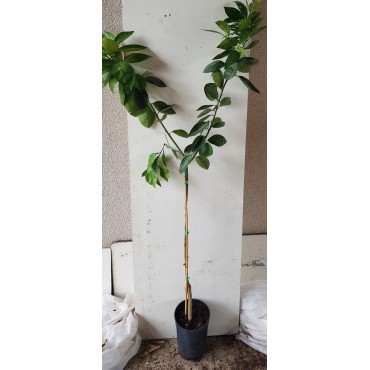 Citrus sinensis 'Valencia Delta' greffÃ© sur FA5 / Oranger