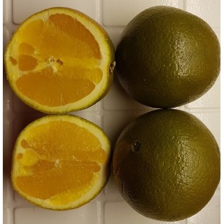 Citrus sinensis 'Chocolat' greffÃ© sur FA5 / Orange Chocolat