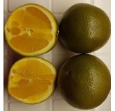Citrus sinensis 'Chocolat' greffÃ© sur FA5 / Orange Chocolat