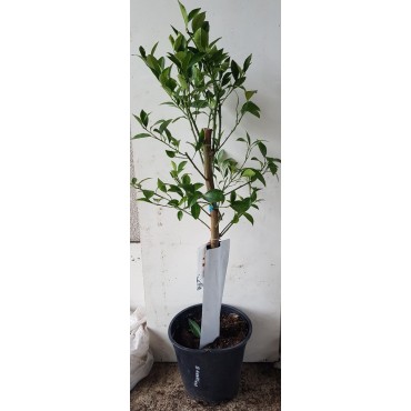 Citrus sinensis 'Barnfield' greffÃ© sur FA5 / Oranger