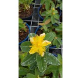 Hypericum calycinum / Millepertuis Ã  grandes fleurs