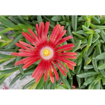 Delosperma dyeri 'Red Mountain' / Pourpier vivace