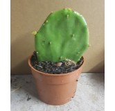 Opuntia stricta / Oponce stricte