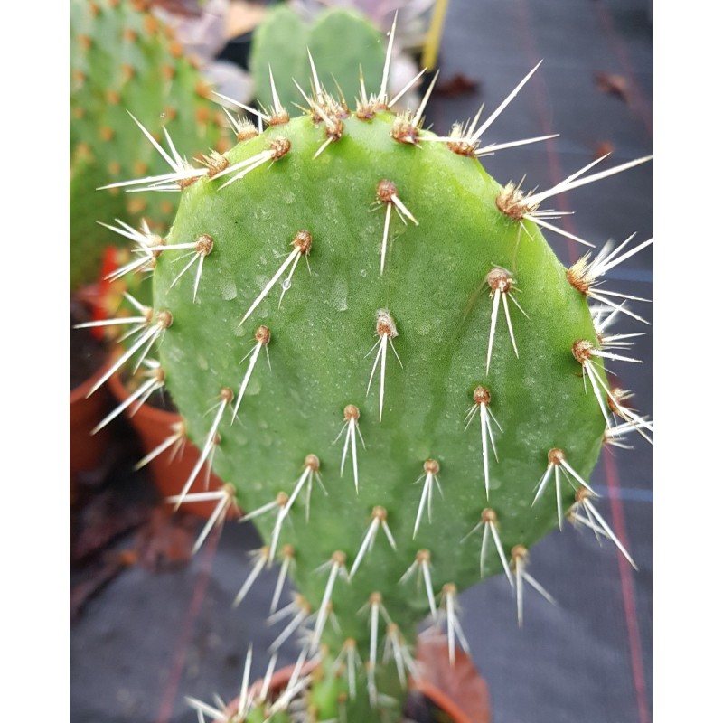 Opuntia littoralis / Oponce du littoral Opuntia littoralis / Oponce du littoral
