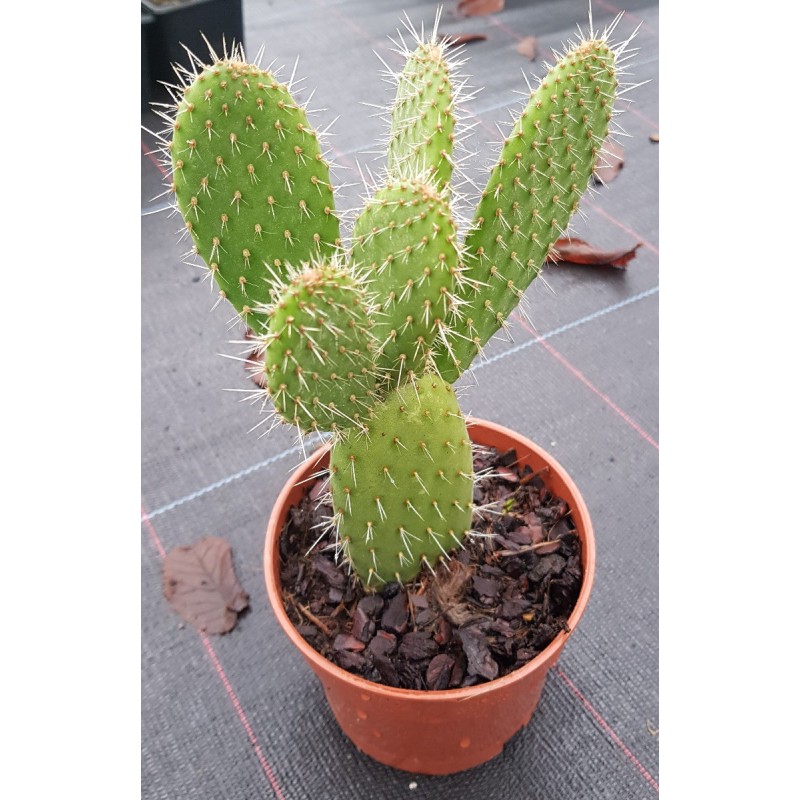 Opuntia leucotricha / Oponce poilue Opuntia leucotricha / Oponce poilue