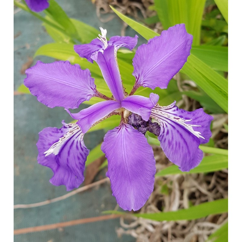 Iris milesii / Iris de Miles Iris milesii / Iris de Miles