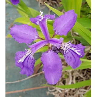 Iris milesii / Iris de Miles