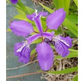 Iris milesii / Iris de Miles