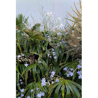 Iris confusa / Iris bambou