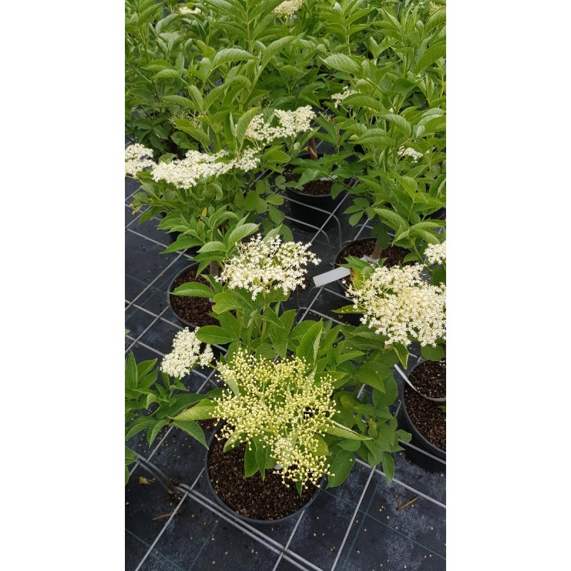 Sambucus nigra / Sureau noir Sambucus nigra / Sureau noir