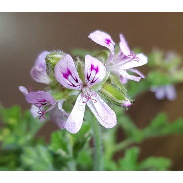 Pelargonium x 'Roller's Sigma' / GÃ©ranium au parfum Ã©picÃ©e