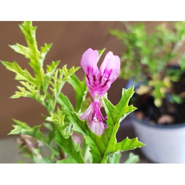 Pelargonium pseudoglutinosum / GÃ©ranium au parfum balsamique