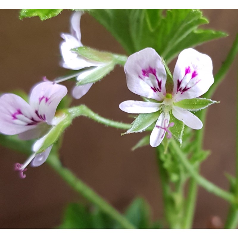 Pelargonium scabrum / Géranium au parfum de citron Pelargonium scabrum / Géranium au parfum de citron