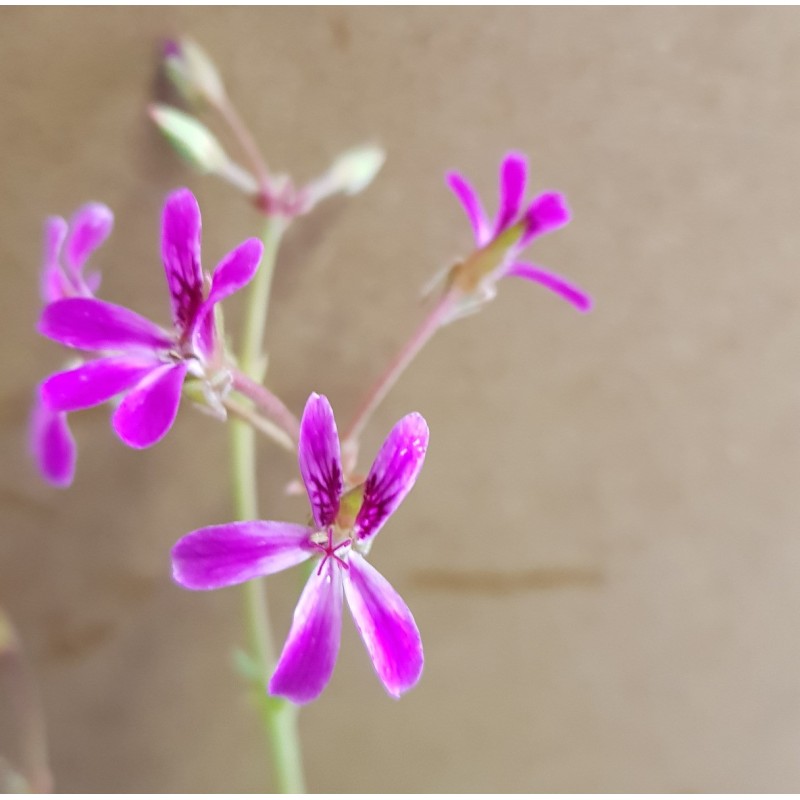 Pelargonium 'Deerwood Lavender' / Géranium au parfum de Lavande Pelargonium 'Deerwood Lavender' / Géranium au parfum de Lavande