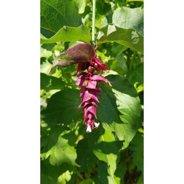 Leycesteria formosa / Arbre aux Faisans / Conteneur de 3 à 4 litres