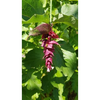 Leycesteria formosa / Arbre aux Faisans / Conteneur de 3 à 4 litres