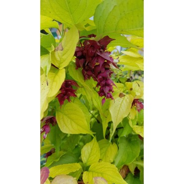 Leycesteria formosa GOLDEN LANTERNS® 'Notbruce' / Arbre aux faisans doré / Conteneur de 7 à 10 litres