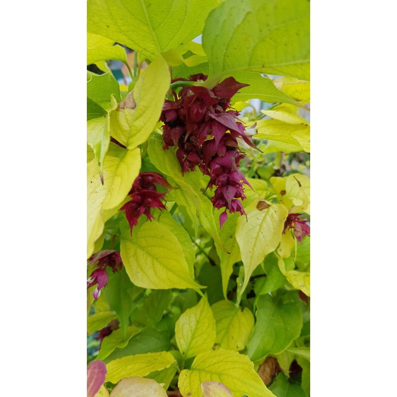 Leycesteria formosa GOLDEN LANTERNS® 'Notbruce' / Arbre aux faisans doré / Conteneur de 7 à 10 litres Leycesteria formosa GOLDEN LANTERNS® 'Notbruce' / Arbre aux faisans doré / Conteneur de 7 à 10 litres