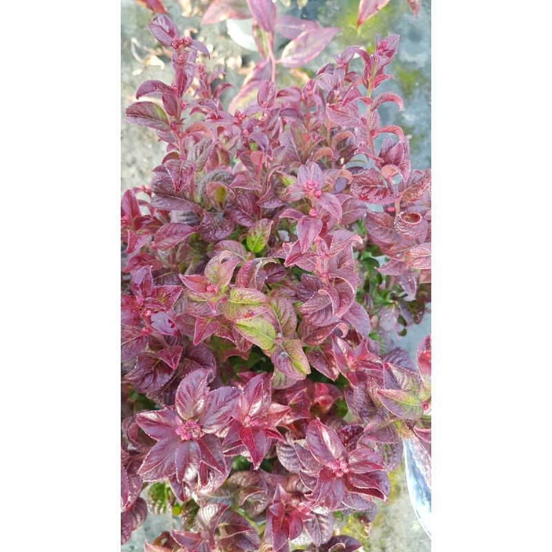 Leucothoe axillaris 'Twisting Red' / Leucothoe axillaire / Conteneur de 3 à 4 litres Leucothoe axillaris 'Twisting Red' / Leucothoe axillaire / Conteneur de 3 à 4 litres