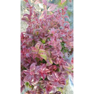Leucothoe axillaris 'Twisting Red' / Leucothoe axillaire / Conteneur de 3 à 4 litres