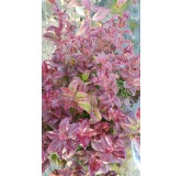 Leucothoe axillaris 'Twisting Red' / Leucothoe axillaire / Conteneur de 3 à 4 litres