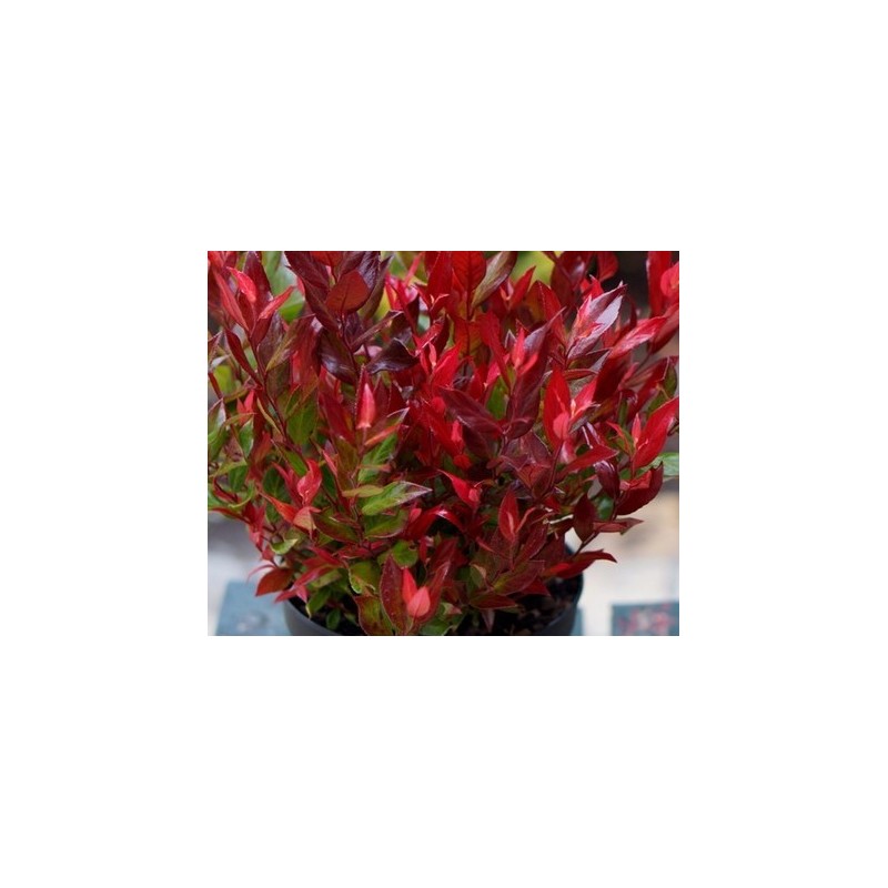 Leucothoe fontanesiana 'Little Flames' / Leucothoë de Desfontaines / Conteneur de 3 à 4 litres