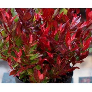 Leucothoe fontanesiana 'Little Flames' / Leucothoë de Desfontaines / Conteneur de 3 à 4 litres