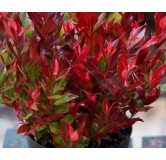 Leucothoe fontanesiana 'Little Flames' / Leucothoë de Desfontaines / Conteneur de 3 à 4 litres