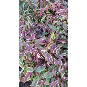 Leucothoe fontanesiana WHITEWATER® 'Howw' / Conteneur de 7 à 10 litres
