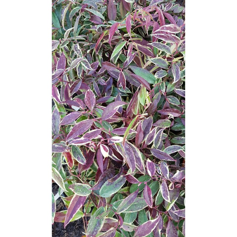 Leucothoe fontanesiana WHITEWATER® 'Howw' / Conteneur de 7 à 10 litres Leucothoe fontanesiana WHITEWATER® 'Howw' / Conteneur de 7 à 10 litres