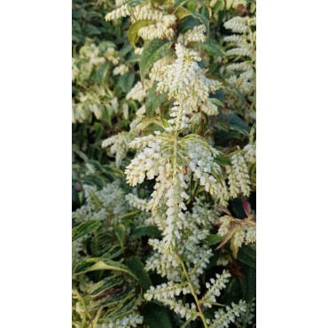 Leucothoe fontanesiana 'Rainbow' / Leucothoë de Desfontaines panaché / Conteneur de 7 à 10 litres