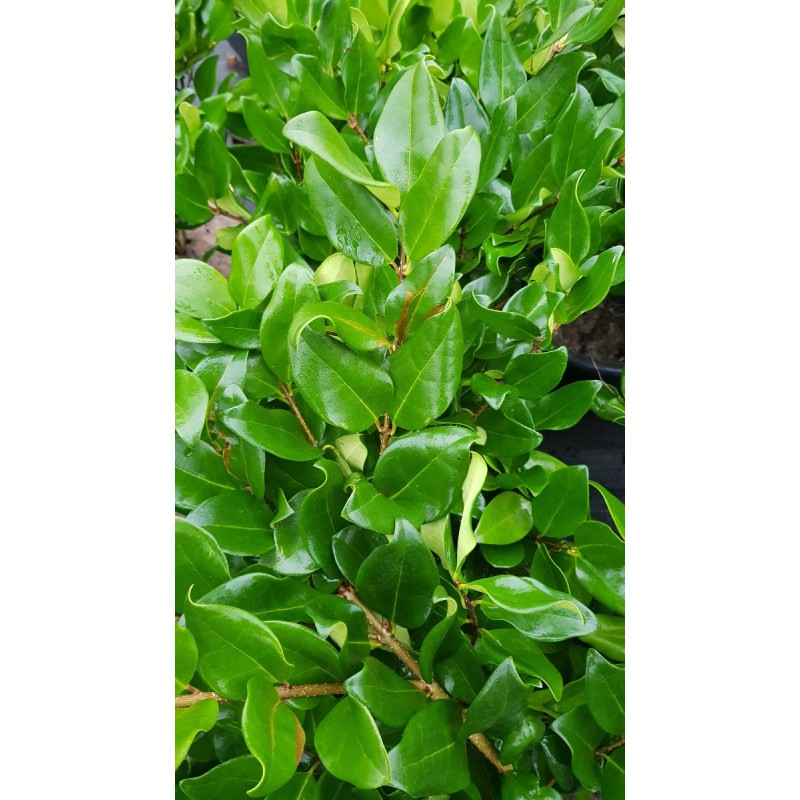Ligustrum japonicum 'Texanum' / Troène du Japon / Conteneur de 3 à 4 litres Ligustrum japonicum 'Texanum' / Troène du Japon / Conteneur de 3 à 4 litres