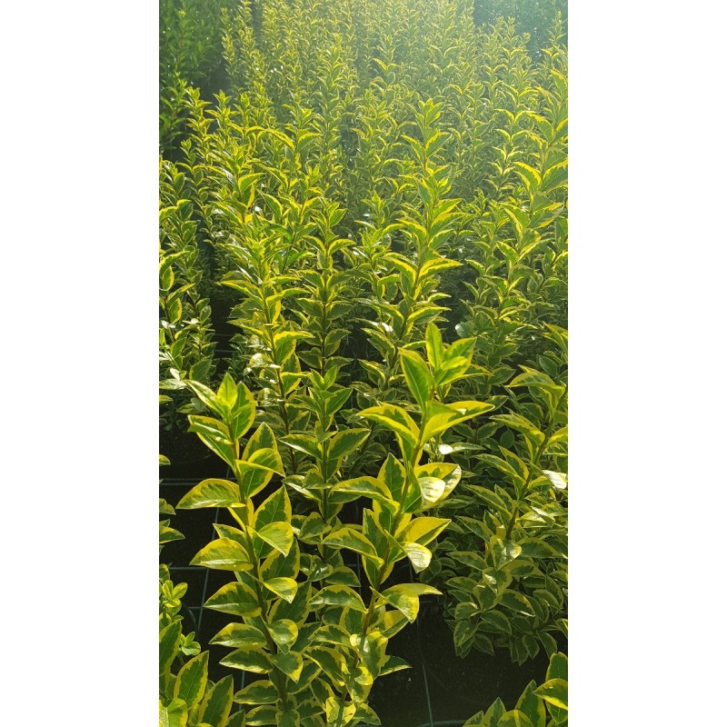 Ligustrum ovalifolium 'Aureum' / Troène doré / Conteneur de 7 à 10 litres Ligustrum ovalifolium 'Aureum' / Troène doré / Conteneur de 7 à 10 litres