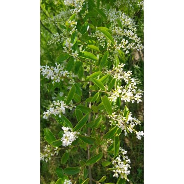 Ligustrum vulgare 'Atrovirens' / Troène commun / Conteneur de 3 à 4 litres