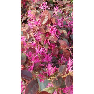 Loropetalum chinensis 'Fire dance' / Conteneur de 7 à 10 litres