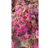 Loropetalum chinensis 'Fire dance' / Conteneur de 7 à 10 litres