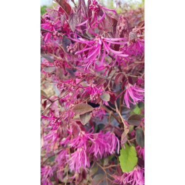 Loropetalum chinensis 'Pipa's Red' / Conteneur de 3 à 4 litres